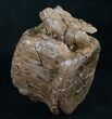 Solid Edmontosaurus (Hadrosaur) Vertebrae - Montana #8453-3